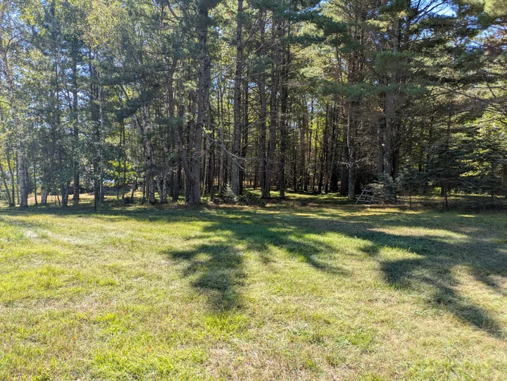Sunlit lawn and tree shadows along the woodland edge