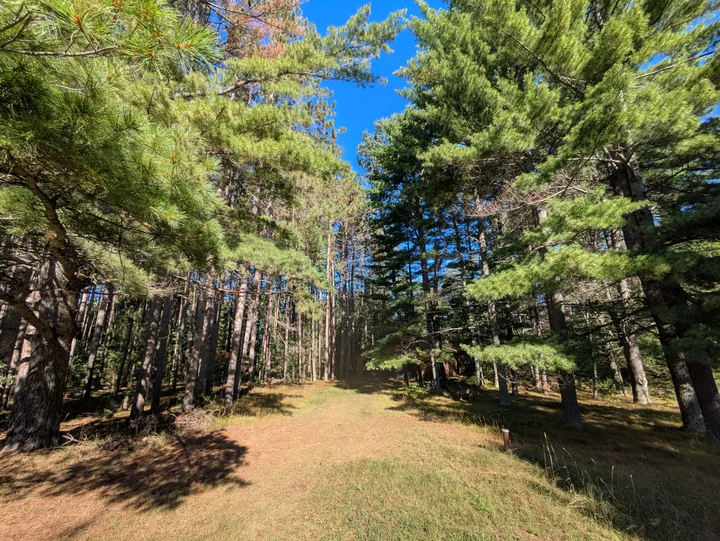 A grassy clearing surrounded by tall pines and evergreens