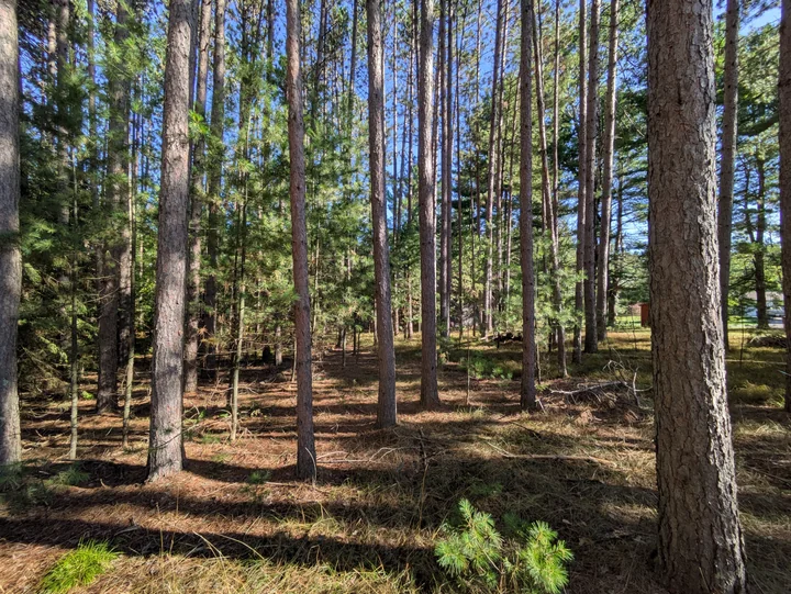 Mature pine trees and the woodland floor beside the open grounds