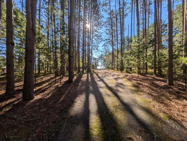 Driveway through tall pines