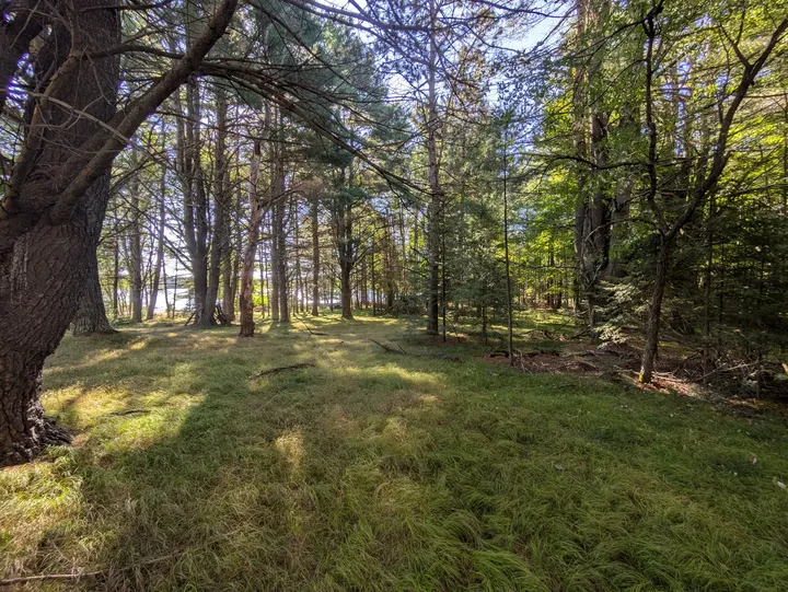 Sunlit woodland with glimpses of the lake between the trees